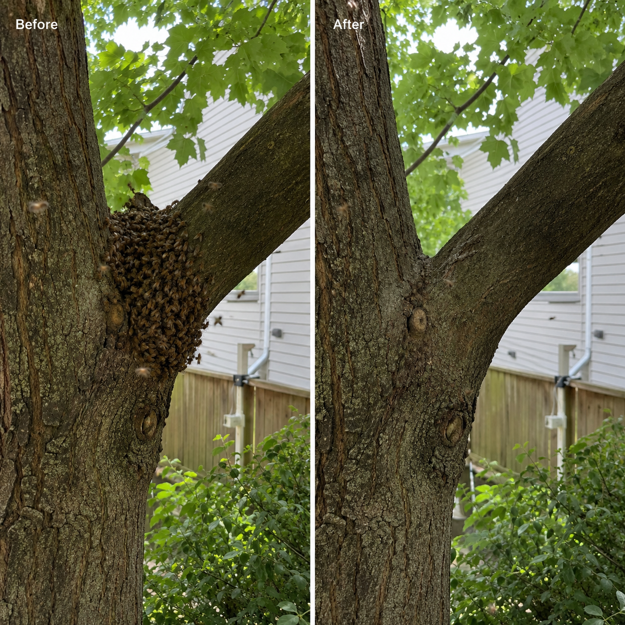 Before and after image
